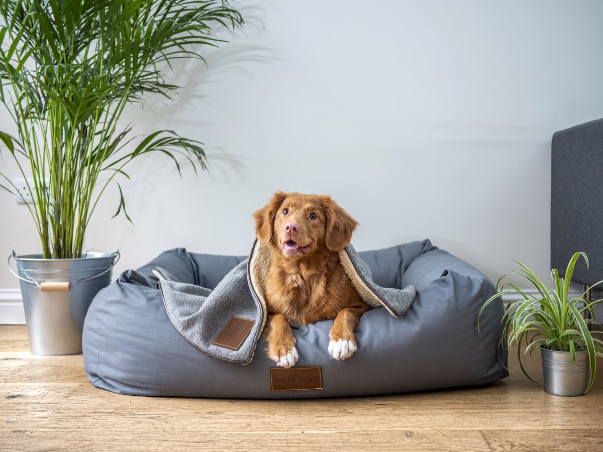 Pet Care